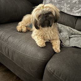 Coco - Shih Tzu