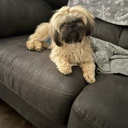 Coco - Shih Tzu