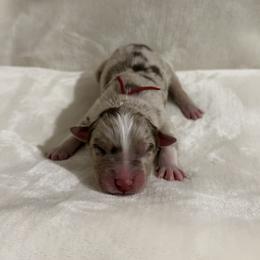 Red Ribbon Red Merle Boy - Red merle male Australian Shepherd puppy in Dundee, Ohio from Aussies Of Circle H