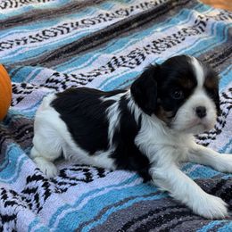 Matilda - Tri-color female Cavalier King Charles Spaniel puppy in California from Tinkerpups