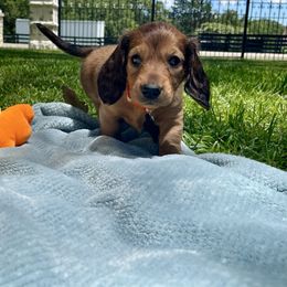Colt N. Action - Sable male Dachshund puppy in Poetry, Texas from “Doxie Bliss” Meyerhaus Ranch