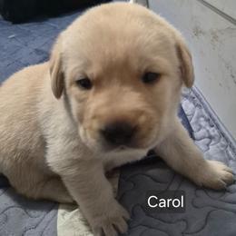 Carol, burgundy collar - Yellow female Labrador Retriever puppy in Greenwich, Ohio from Pure Gem Kennel