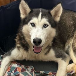 Chloe - Siberian Husky