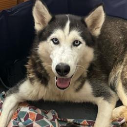 Chloe - Siberian Husky