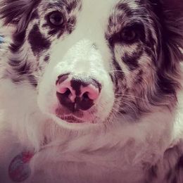 Aussiedoodles and Australian Shepherds from Springhill Hog and Cattle Co.