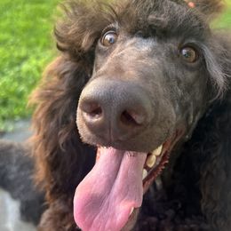 Labradoodle, Labrador Retriever, and Poodle Puppies from LLL Dog Ranch