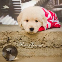 English Springer Spaniel and Golden Retriever Puppies from Promise Kennels
