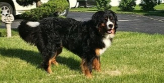 Bernese Mountain Dog Puppies from Pasch’s Beautiful Bernese