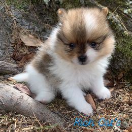 Catahoula Leopard Dog, Cocker Spaniel, Pomeranian, and Teddy Roosevelt Terrier Puppies from Rich Cat’s