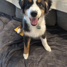 Australian Shepherd Puppies from Mountain Ridge Aussies