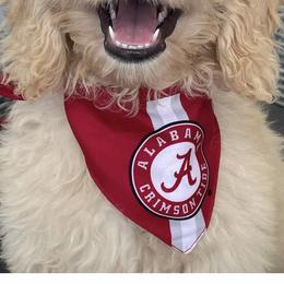 Aussiedoodle and Goldendoodle Puppies from Saddle Hill Farms