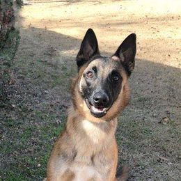 Belgian Malinois from MPACT Malinois