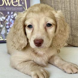 Bella - Cream female Dachshund puppy in Bentonville, Arkansas from Boujee Buns Dachshunds
