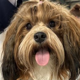 Havanese from Alchemy Havanese