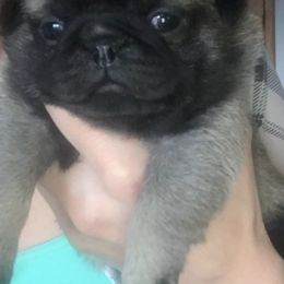 Pugs from North’s Nitro Pugs
