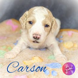 Boy 2 - Parti Poodle puppy in Scandinavian., Wisconsin from Personal Touch Standard Poodles