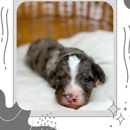 Marley - Blue merle male Bernedoodle puppy in Sterling, Colorado from North 40 Doodles