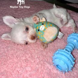 Linus 4000 - Cream and white male Chihuahua puppy in Naples, Florida from Naples Tiny Dogs
