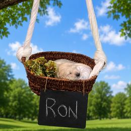 Ron - Light golden male Golden Retriever puppy in Peoria, Arizona from Westwing Retrievers
