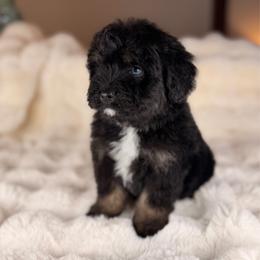 Strudel BLUE EYES - male Australian Mountain Doodle puppy in Sweetwater, Florida from Sandy Snout Doodles
