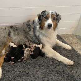 Australian Shepherd Puppies from Kristi Speck