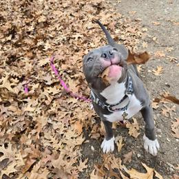 American Bully Puppies from Night Court Bullies