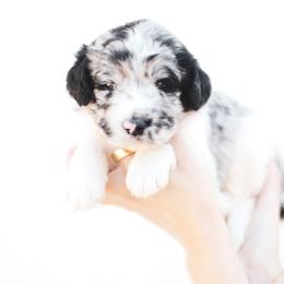 Shasta - female Newfypoo puppy in Marshallville, Ohio from Windy Hill Dogs