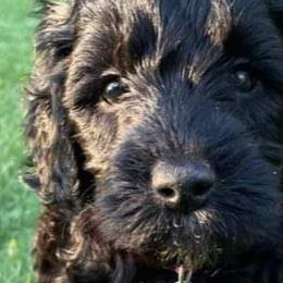 Girl 1 - Labradoodle puppy in Statesville, North Carolina from Labradoodles of the Foothills