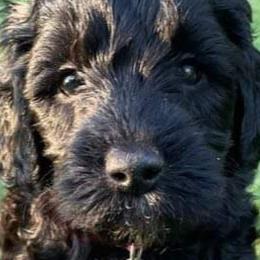 Girl 1 - Labradoodle puppy in Statesville, North Carolina from Labradoodles of the Foothills