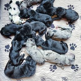 Great Dane Puppies from Starlight Danes