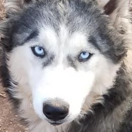 Saint - Siberian Husky