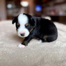 Boy 3 - male Miniature Australian Shepherd puppy in Austin, Texas from Dripping Springs Mini Aussies
