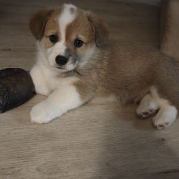 Red Collar - Sable male Pembroke Welsh Corgi puppy in Fallon, Nevada from Fuzzy Butt Corgis