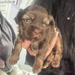 Brownie - Gold male Shihpoo puppy in Denver, Colorado from Angel babies