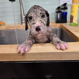 Jack - Merle male Great Dane puppy in Gainesville, Florida from Your Cuddly Companions