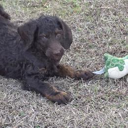 D.Green- Lou - Brown male Poodle puppy in Copperas Cove, Texas from Poodles of Valor