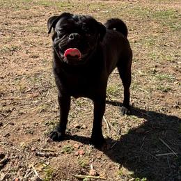 Happy Jack - Black male Pug puppy in Tucson, Arizona from Furever Friends