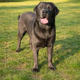 Kanyon - Dilute Retriever