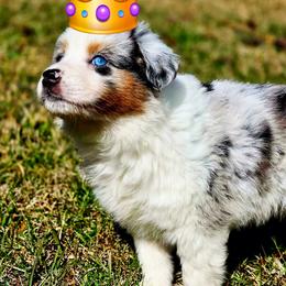 Australian Shepherd puppies from Georgia Peach Aussies