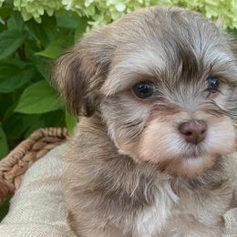 Havanese from Happy Go Lucky Havanese