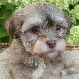 Havanese from Happy Go Lucky Havanese