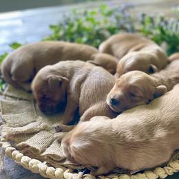 Girl 4 - Golden female Golden Retriever puppy in Buffalo, Missouri from Thrasher Family Puppies