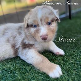 Stuart - Red merle male Australian Shepherd puppy in Ramona, California from Blue Moon Aussies