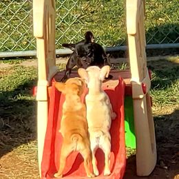 English Bulldog and French Bulldog Puppies from Clever Bulldogs