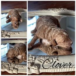 Clover - Red  male Poodle puppy in Dayton, Texas from Wolfe Island Poodles