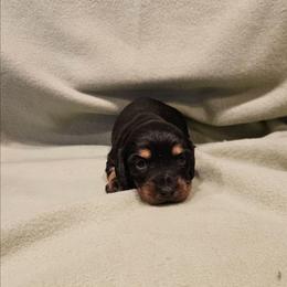 Kimberly - Black and tan female Dachshund puppy in Tower City, Pennsylvania from Stoney Mountain Mini Doxies
