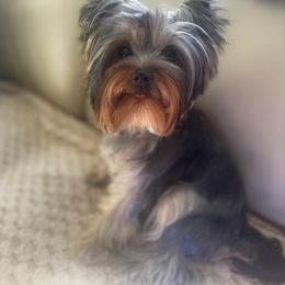 Yorkshire Terrier puppies from Narnian Yorkies