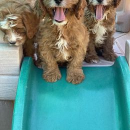 Cavapoo Puppies from Perfect Puppy Paws