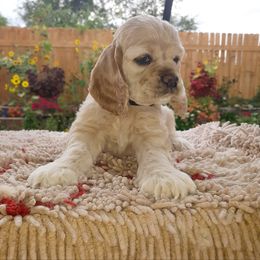 Cocker Spaniel Puppies from Doc's Cockers