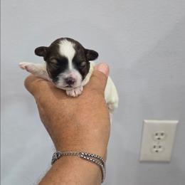 Daisy - Black & tan tri-color female Maltipoo puppy in Everett, Washington from Meadows Ranch